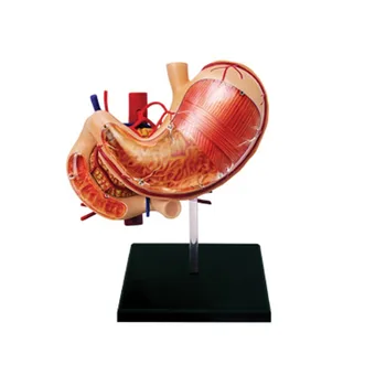4D MASTER Анатомические модели органов желудка человека для медицинских обучающих игрушек-головоломок